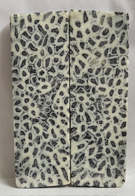 FOSSIL CORAL SCALES           5-3/8 X 1-11/16 X 1/4