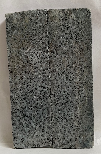 FOSSIL CORAL SCALES           5 X 1-1/2 X 1/4