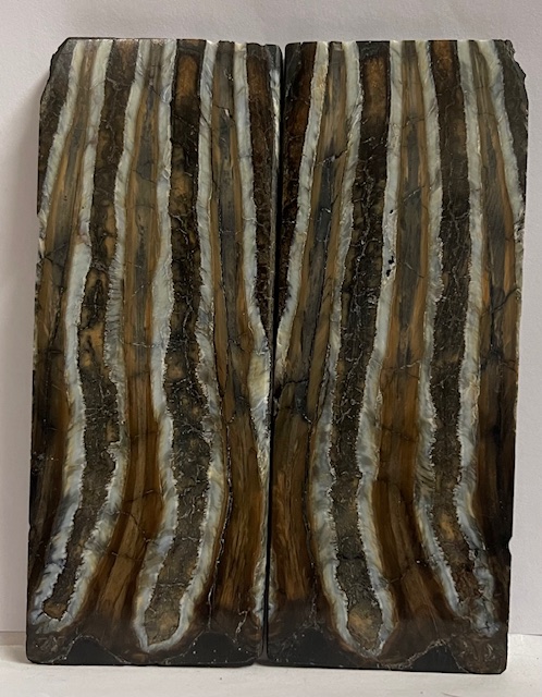 MAMMOTH TOOTH                 4-3/8 X 1-5/8 X 3/16