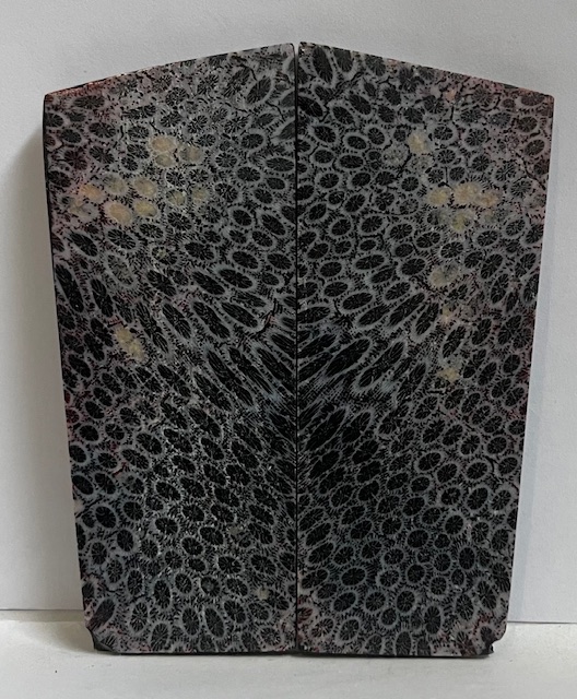 FOSSIL CORAL SCALES           3-7/16 X 1-5/16 to 1-3/8 X 1/8