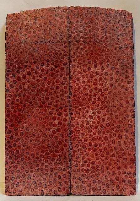 FOSSIL CORAL SCALES            4-13/16 X 11/16 X 3/16