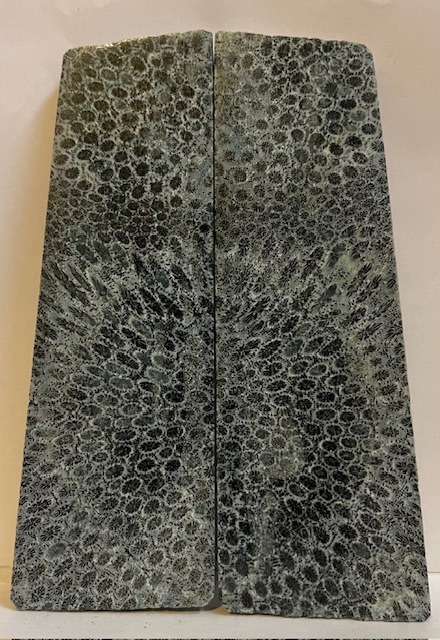 FOSSIL CORAL SCALES         5 X 1-7/16 to 1-5/8 X 1/4