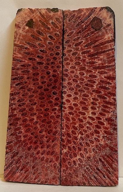 FOSSIL CORAL SCALES               5-1/16 X 1-7/16 X 3/16