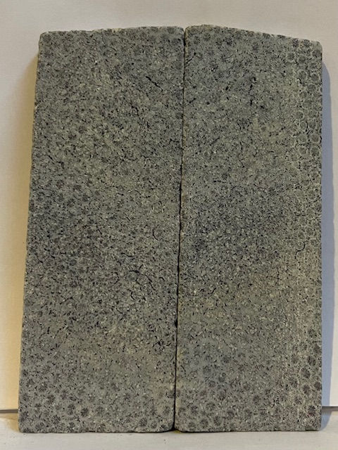 FOSSIL CORAL SCALES               4-1/8 X 1-1/2 X 1/4