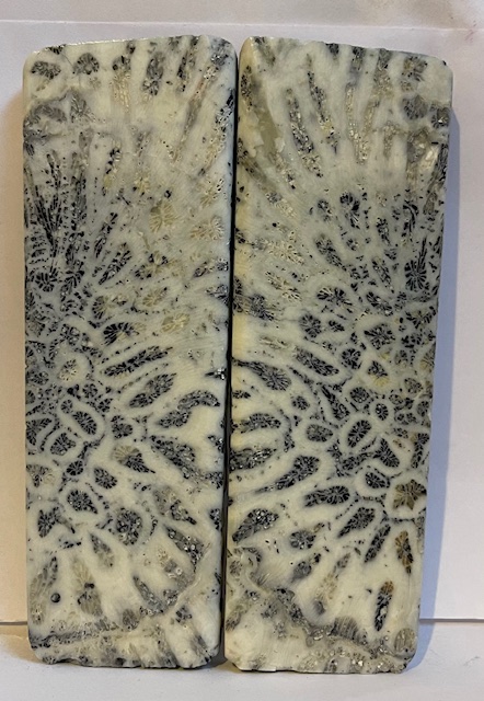 FOSSIL CORAL SCALES               5-3/8 X 1-11/16 X 5/16