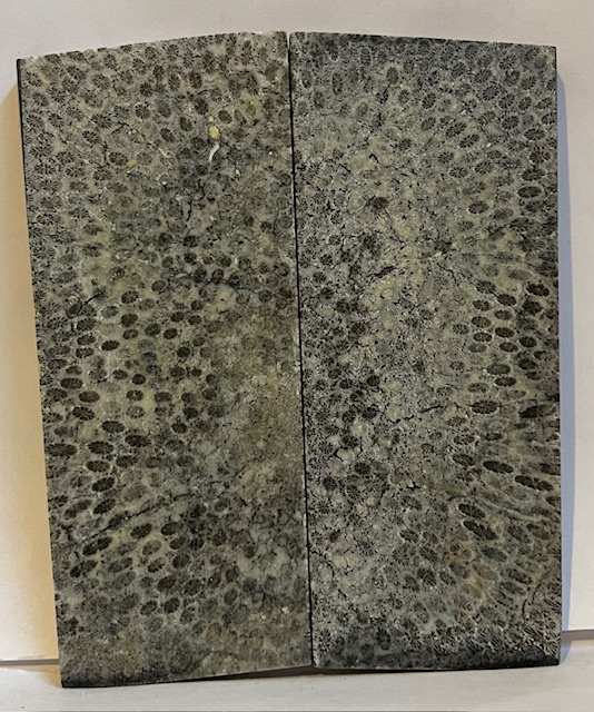 FOSSIL CORAL SCALES               4-9/16 X 1-13/16 X 3/16