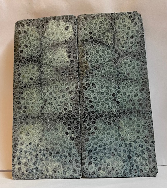 FOSSIL CORAL SCALES               4-3/4 X 2 X 1/4