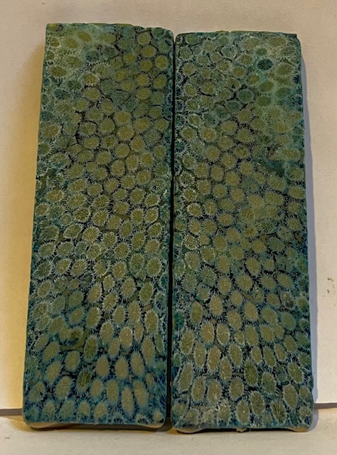 FOSSIL CORAL SCALES               3-1/4 X 1-1/16 X 1/8 