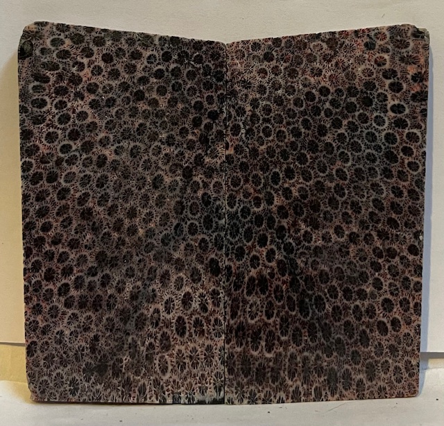 FOSSIL CORAL SCALES             3-1/4 X 1-3/4 X 3/16