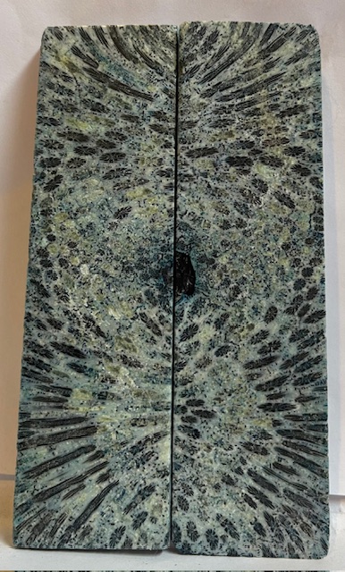 FOSSIL CORAL SCALES               4-7/8 X 1-3/8 X 7/32