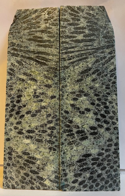 FOSSIL CORAL SCALES               4-11/16 X 1-3/16 to 1-3/8 X 1/8