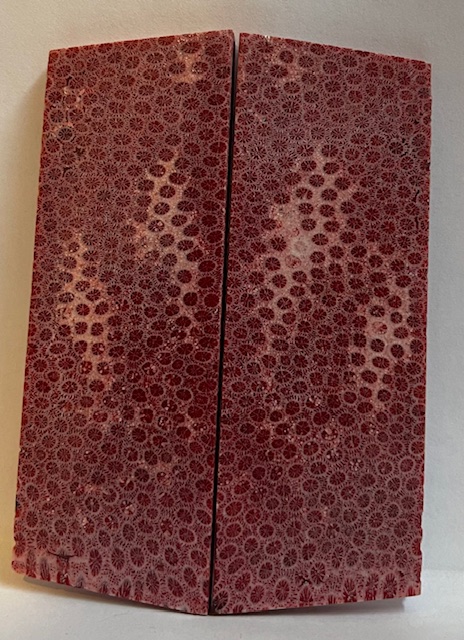 FOSSIL CORAL SCALES             3-7/8 tapers X 1-3/8 X 1/8