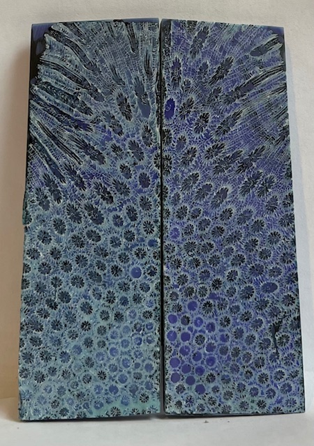 FOSSIL CORAL SCALES      3-11/16 X 1-1/4 X 3/16