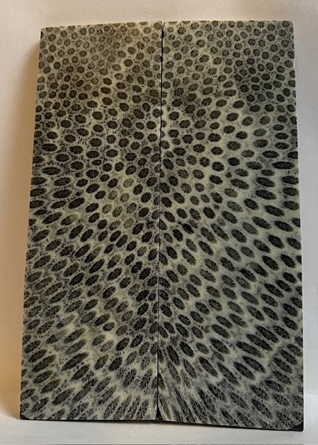 FOSSIL CORAL SCALES              4-3/4 X 1-9/16 X 3/16