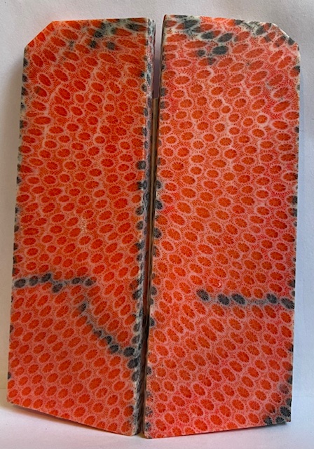 FOSSIL CORAL SCALES             4-5/8 X 1-3/8 to 1-5/8 X 3/16