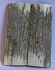  MAMMOTH IVORY SCALES           2-3/4 X 1-1/16 X 1/8